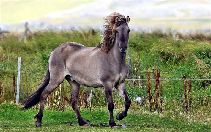 stallion, horse, fence, grass, field