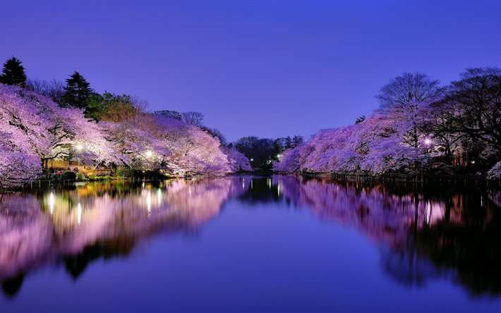japão, osaka, lago, parque, floração, sakura, luzes