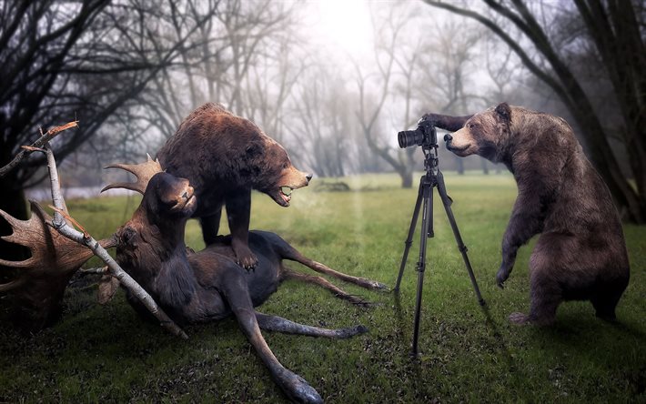 pokaali, hirvi, karhut, valokuvaaja