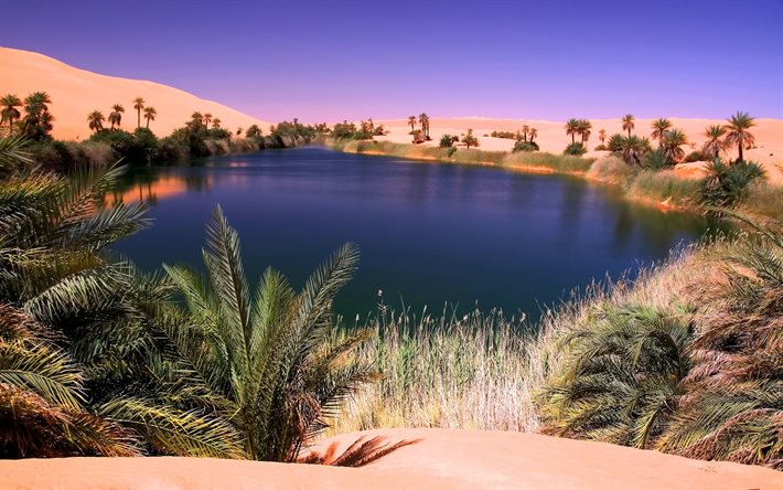 the lake, desert, oasis