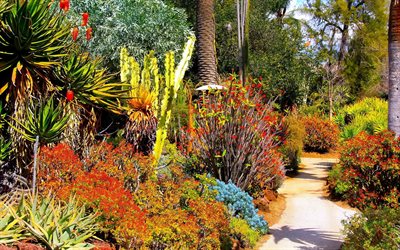 natura, parco, cactus, alberi, cespugli, una traccia, un giardino botanico