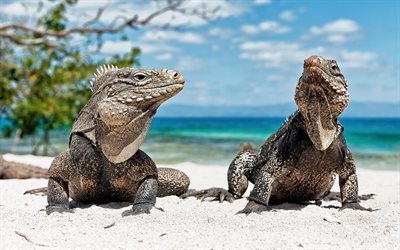 سحلية, iguana, الحيوانات, الشاطئ, كوبا
