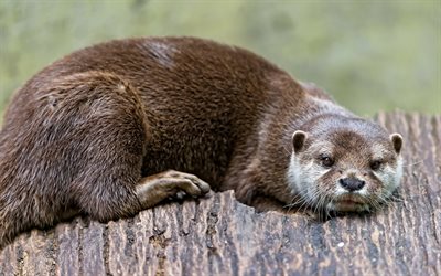 otter, view, animal