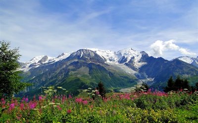 초원, 산, 꽃, alps, mont blanc