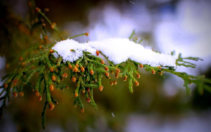 شجرة, الثلوج, الشتاء