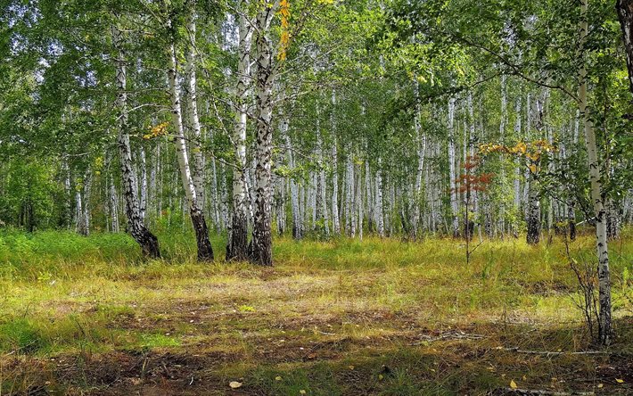 الأشجار, العشب, البتولا, الغابات, روسيا, بستان البتولا