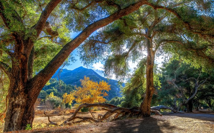 trees, light, mountains, hdr