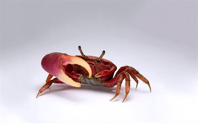 claw, red body, crab, shell