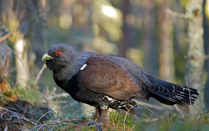 capercaillie, الطيور, فروع, العشب