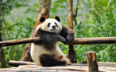 panda, sitting, the rest, trees