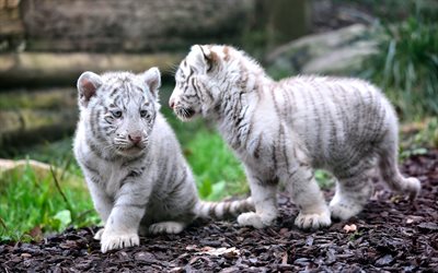 branco, par, tigres, os filhotes