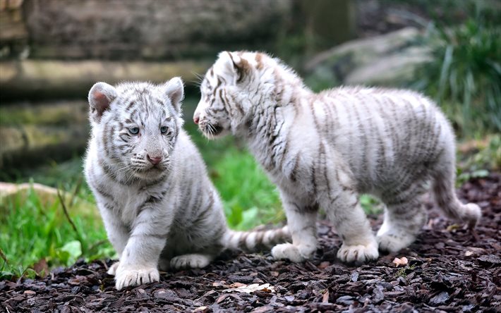 सफेद, जोड़ी, बाघ, शावक