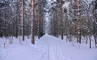l'hiver, nature, neige, forêt de pins