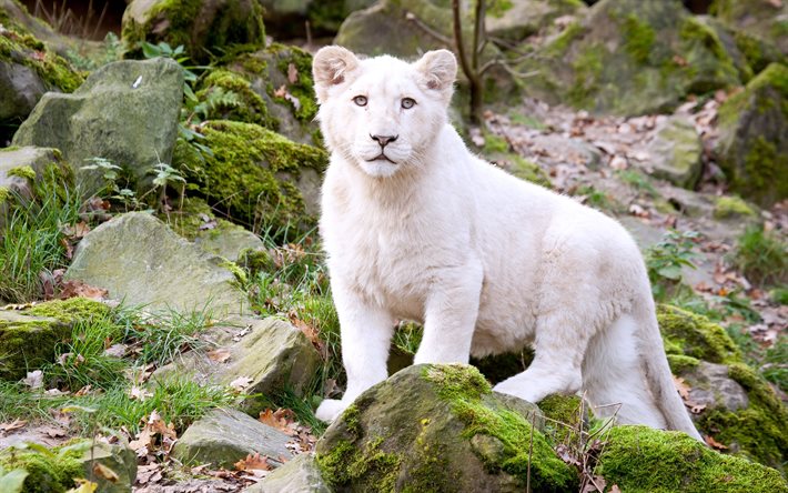 lion, cat, white lion, cub, stones, moss, grass