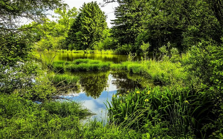 munich, bayern, the pond, park, germany, grass