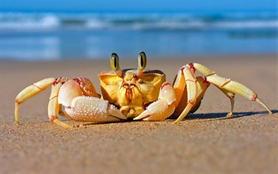 cancer, shore, crab, sea