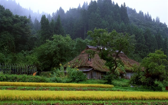 숲, 산악, 집, 일본, 정원