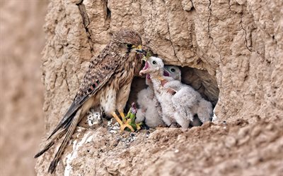 falcon, il cibo, il nido, pulcini, predatore, uccelli