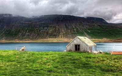 ilha, ovelha, a casa, montanha, atlântico norte