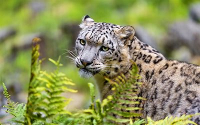 predator, irbis, de la fourrure, snow leopard, feuillage