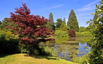 trees, lily, the pond, grass, park, sheffield, england