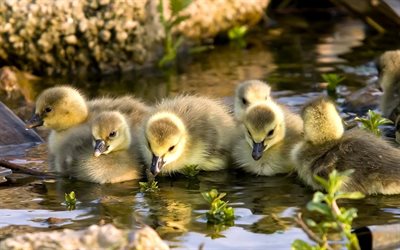 ducklings, malichi, family, stream, bathing