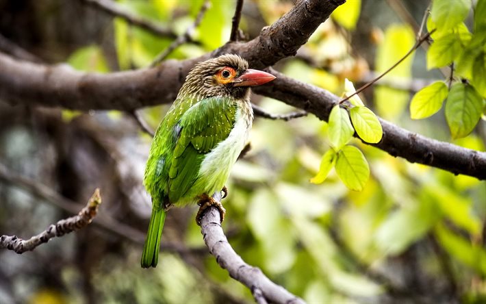 barbet, asie, de la branche, l'oiseau, l'asie, new delhi