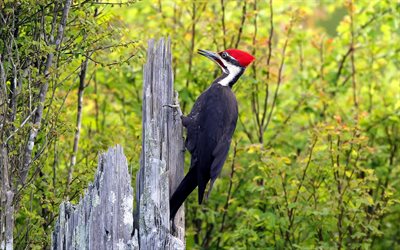 woodpecker, bird, snag, the bushes
