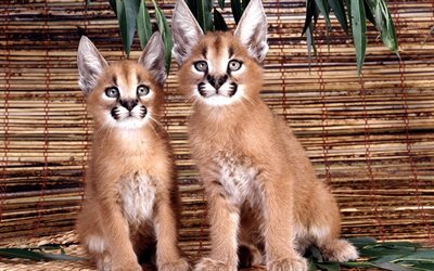 kittens, steppe lynx, caracal, wild, cat