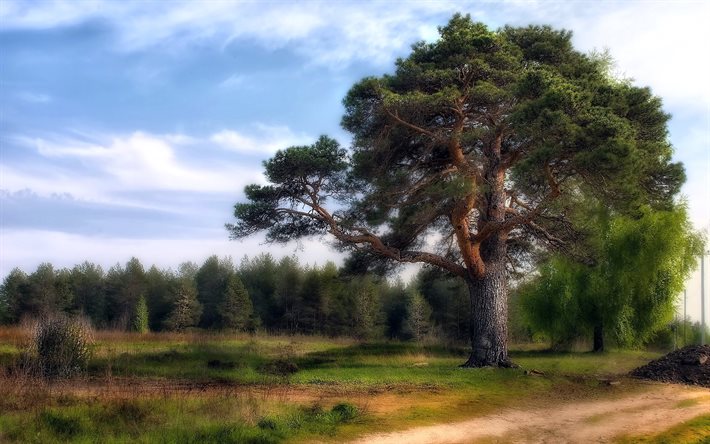tree, pine, road, forest, field, grass