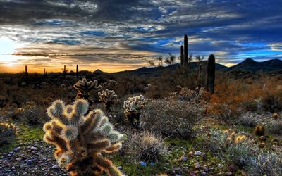 sunset, desert, stones, cacti