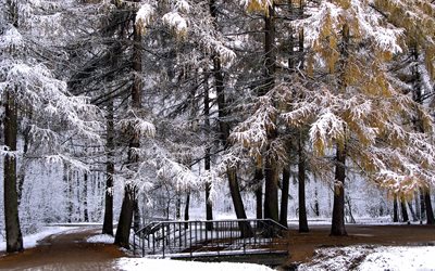 invierno, nieve, parque, árboles, el puente, la naturaleza, el abeto, bosque