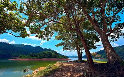 pedu lake, spor ayakkabı, Malezya, ada, ağaçlar, kıyısında