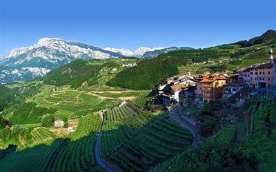 italien, fältet, vingårdarna, bergen, trentino, giovo