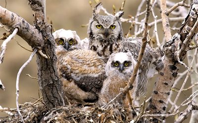 chicks, the nest, birds, owl, owls