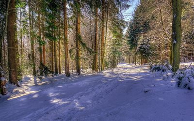pine, ate, trees, road, snow, forest, winter, drifts