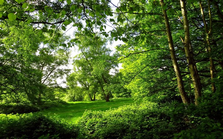 summer, london, park, trees, forest