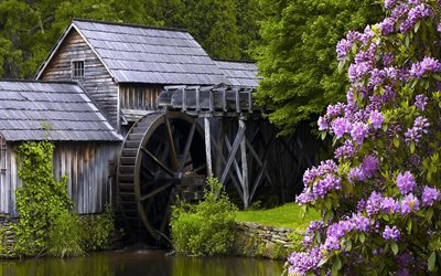 water mill, bush, river, rhododendrons, trees
