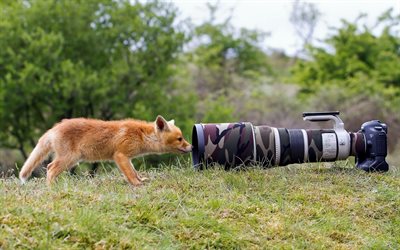 de la cámara, la cámara, el césped, el zorro, el lente, la curiosidad