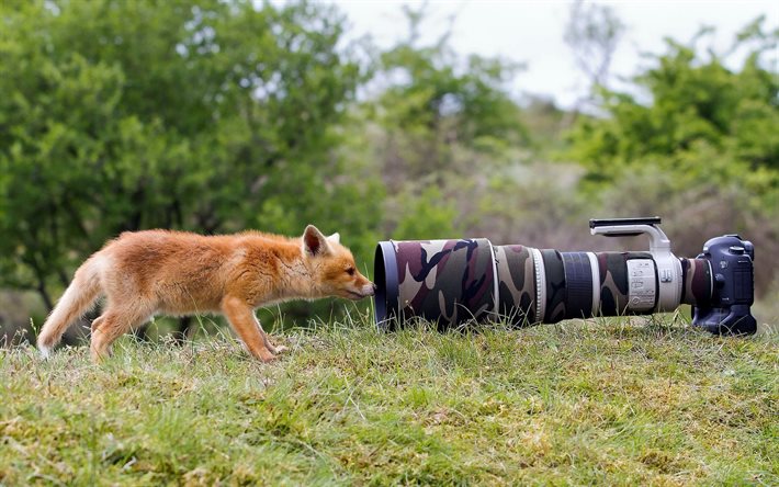 appareil photo, la caméra, l'herbe, le renard, la lentille, la curiosité