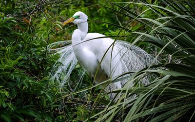 heron, thickets, bird, white egret