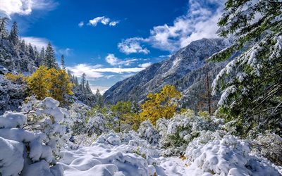 inverno, floresta, neve, drifts, montanhas, árvores