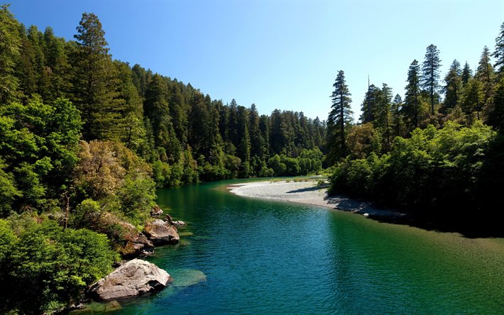 national park, forest, redwood, california, river, usa