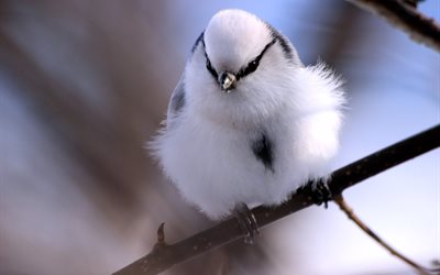 white titmouse, azure tit, titmouse, bird, branch