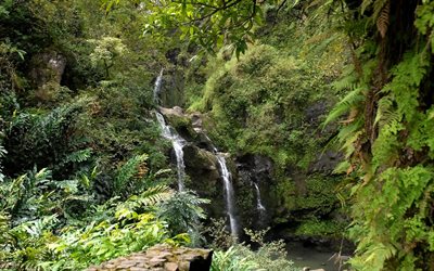 vegetation, forest, waterfall, the slope, greens