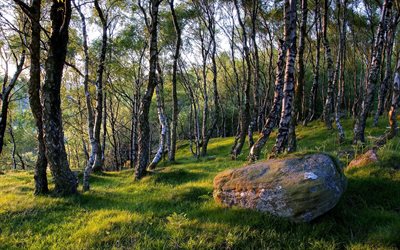 forest, trees, spring, grass, stone, boulder