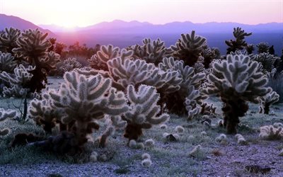 al tramonto, il sole, i cactus, le montagne, la sera