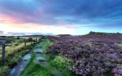 flowers, purple, the fence, stones, road, sunset