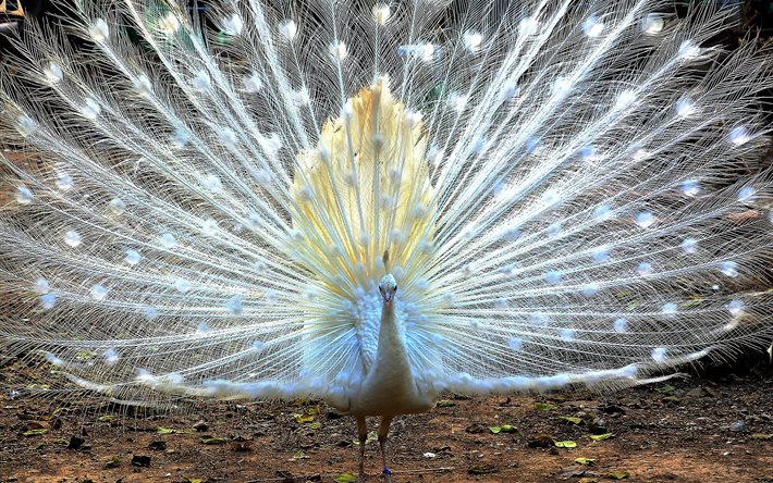 tail, peacock, bird, white