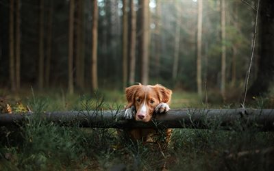 Nova Scotia Ördek Tolling Retriever, köpek, üzüntü, orman, av köpeği